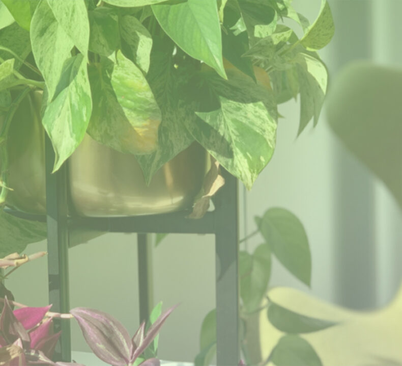 A photo of some potted plants